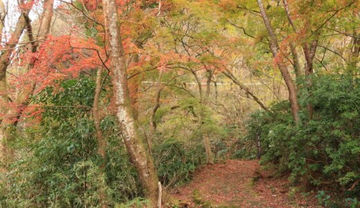 箱根旧街道石畳（須雲川（すくもがわ）自然探勝歩道）